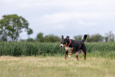 çimüzerinde çalışan bir appenzeller dağ köpeği