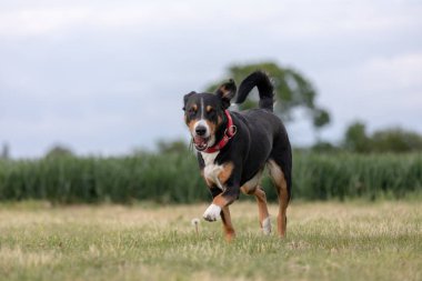çimüzerinde çalışan bir appenzeller dağ köpeği