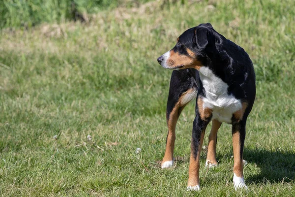 Appenzeller Sennenhund. El perro está de pie en el parque en sprin — Foto de Stock