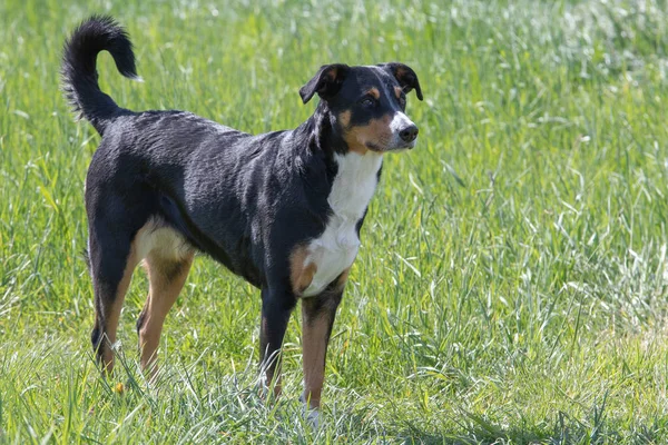 Meze Şennenhund. Köpek sprin parkta duruyor