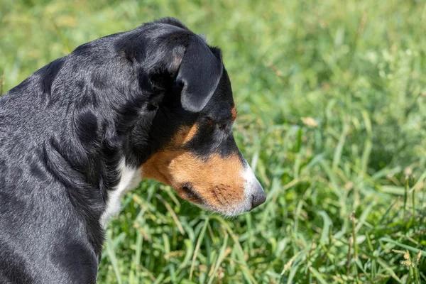 Apenzeller dağ köpeği çimlerin üzerinde oturuyor.