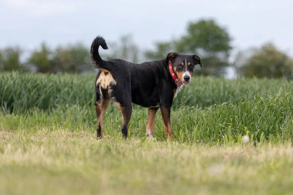 Appenzeller Sennenhund. Pes stojí v parku ve švve — Stock fotografie