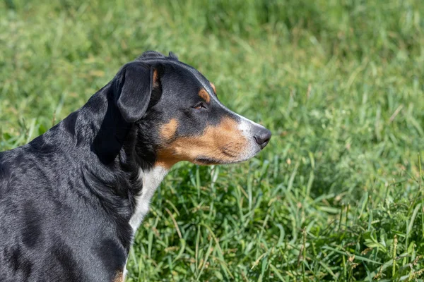 Apenzeller dağ köpeği çimlerin üzerinde oturuyor.