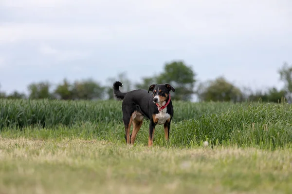 Appenzeller Sennenhund. Pes stojí v parku ve švve — Stock fotografie