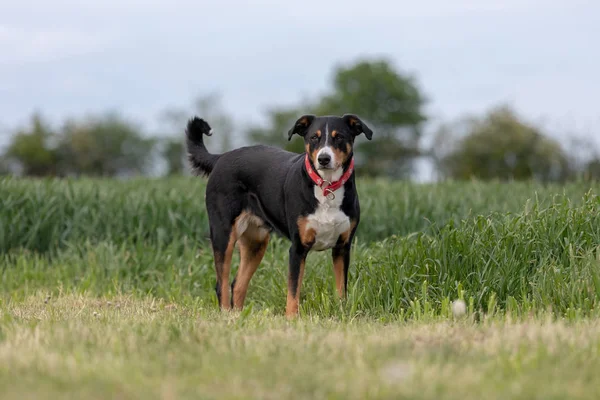 Appenzeller Sennenhund. Hunden står i parken i perma — Stockfoto