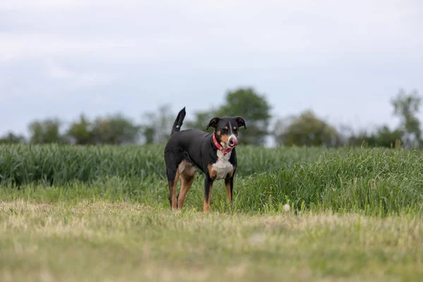 Appenzeller Sennenhund. Pes stojí v parku ve švve — Stock fotografie