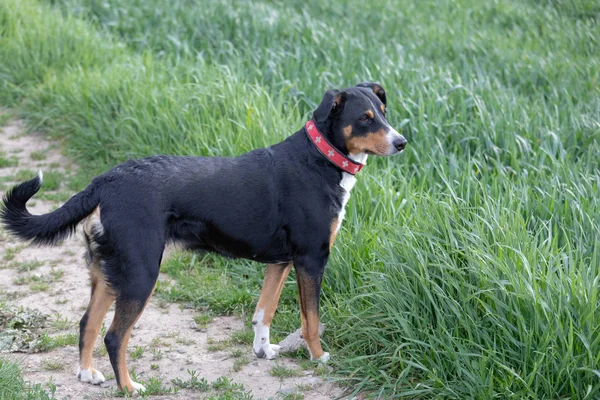 Аппенцеллер Сенненхунд. Собака стоит в парке в спринте — стоковое фото