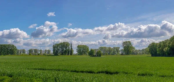 Зеленый ландшафт природы. зеленое поле с одиноким деревом под c — стоковое фото