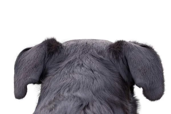 Appenzeller perro de montaña mirando y mirando en algún lugar, de beh —  Fotos de Stock