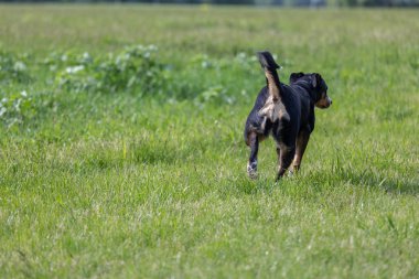 çimüzerinde çalışan bir appenzeller dağ köpeği.