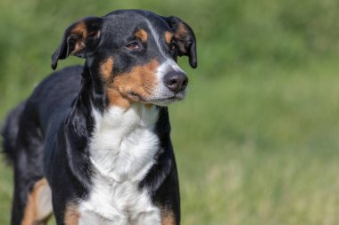 Appenzeller Dağ Köpeği, bir köpeğin portresi.. 