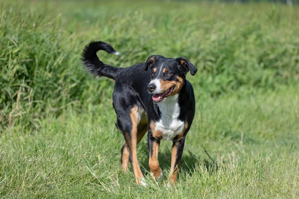 Appenzeller Sennenhund. Le chien est debout dans le parc à Sprin — Photo