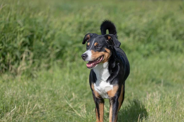 Appenzeller Sennenhund. O cão está de pé no parque em Sprin — Fotografia de Stock