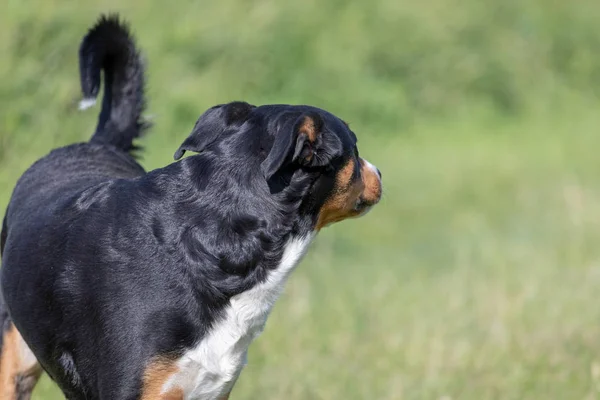 Appenzeller Mountain Dog, portrét psa zblízka. — Stock fotografie