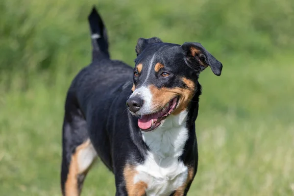 Appenzeller Mountain Dog, porträtt av en hund närbild. — Stockfoto