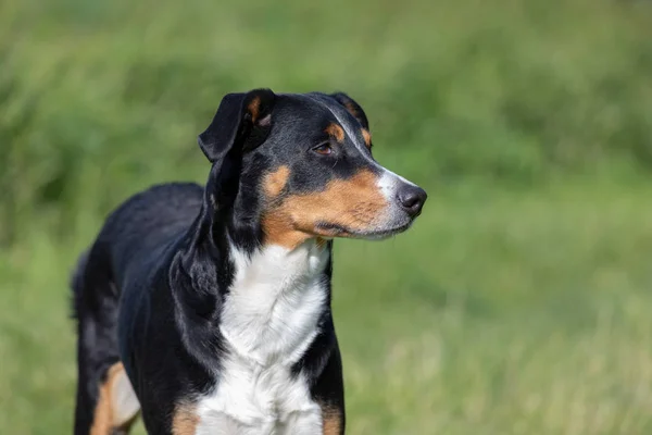 Appenzeller Mountain Dog, porträtt av en hund närbild. — Stockfoto