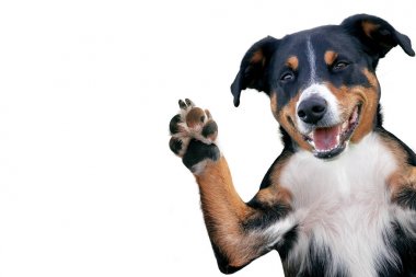 merhaba güle güle yüksek beş köpek, Appenzeller Dağ Köpeği