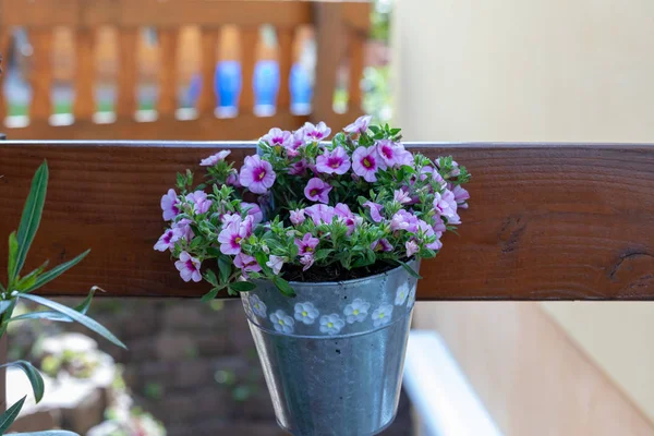 Calibrachoa or bell flower, Flower of a cultivated Million bell,