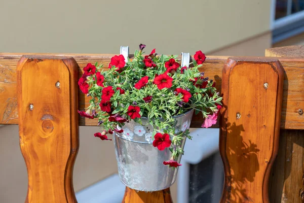 CALIBRACHOA lub kwiat dzwonu, kwiat uprawianych milionów dzwonków, — Zdjęcie stockowe