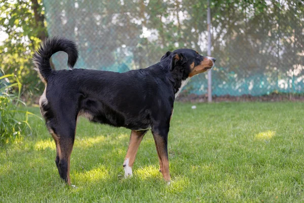 Dreifarbiger Appenzeller Sennenhund bellt draußen — Stockfoto