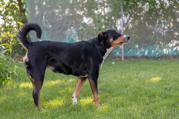 Трехцветный аппензеллер горный пес Лает на открытом воздухе — стоковое фото