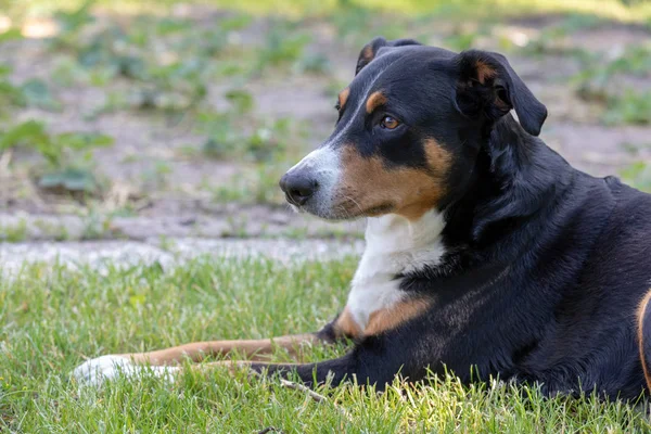 Appenzeller Sennenhund. Le chien est debout dans le parc à Sprin — Photo