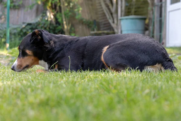 Appenzeller Sennenhund. Le chien est allongé dans l'herbe. Portrait — Photo