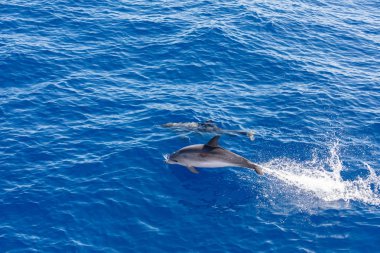 Aile yunusları Tenerife, Ispanya mavi okyanusta Yüzme