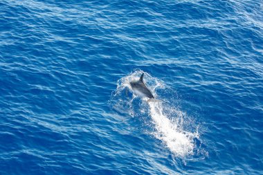 Aile yunusları Tenerife, Ispanya mavi okyanusta Yüzme