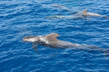 Atlantik Okyanusu Tenerife Kanarya Adaları pilot balinalar grubu