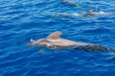 Atlantik Okyanusu Tenerife Kanarya Adaları pilot balinalar grubu