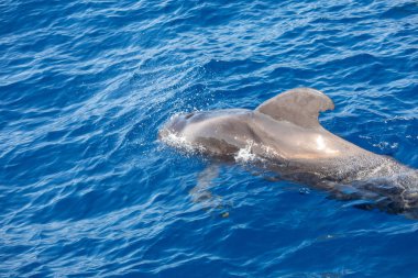 Atlantik Okyanusu Tenerife Kanarya Adaları pilot balinalar grubu