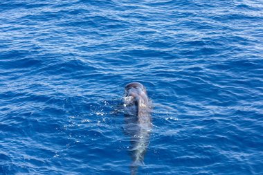 Atlantik Okyanusu Tenerife Kanarya Adaları pilot balinalar grubu