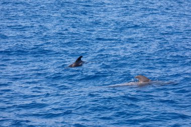 Atlantik Okyanusu Tenerife Kanarya Adaları pilot balinalar grubu