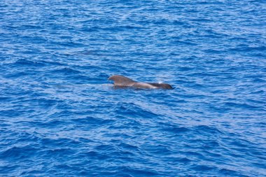 Atlantik Okyanusu Tenerife Kanarya Adaları pilot balinalar grubu