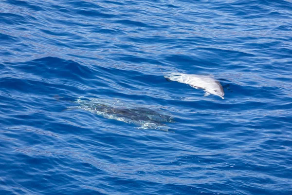 Familie dolfijnen zwemmen in de blauwe oceaan in Tenerife, Spanje — Stockfoto