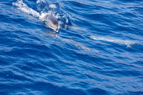 Delfines familiares nadando en el océano azul en Tenerife, España — Foto de Stock