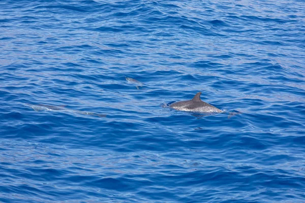 Delfines familiares nadando en el océano azul en Tenerife, España — Foto de Stock
