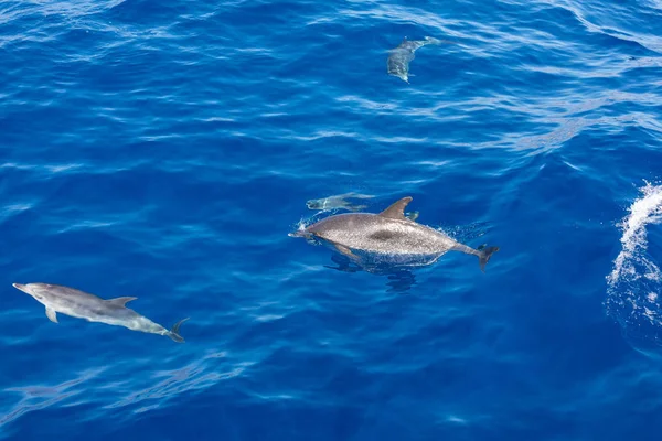 Семейные дельфины плавают в голубом океане на Тенерифе, Испания — стоковое фото