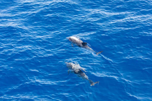 Delfiny rodzinne pływanie w błękitnym Oceanie na Teneryfie, Hiszpania — Zdjęcie stockowe