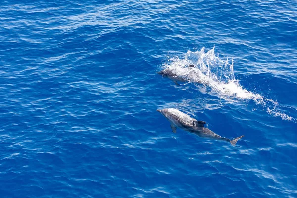 Familie dolfijnen zwemmen in de blauwe oceaan in Tenerife, Spanje — Stockfoto