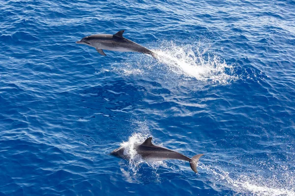 Familie dolfijnen zwemmen in de blauwe oceaan in Tenerife, Spanje — Stockfoto
