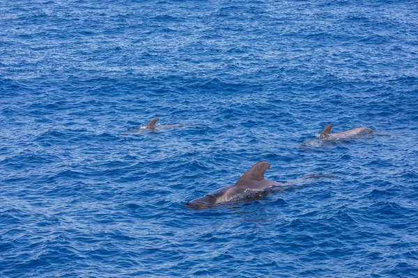 Grupo de ballenas piloto en el océano atlántico tenerife islas canarias — Foto de Stock