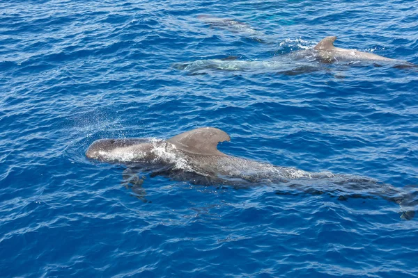 Groep van pilot walvissen in de Atlantische Oceaan Tenerife Canarische eilanden — Stockfoto