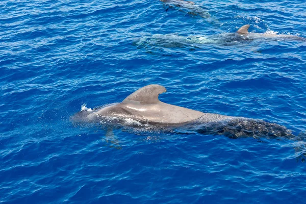 Groep van pilot walvissen in de Atlantische Oceaan Tenerife Canarische eilanden — Stockfoto