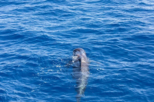 Grupo de ballenas piloto en el océano atlántico tenerife islas canarias — Foto de Stock