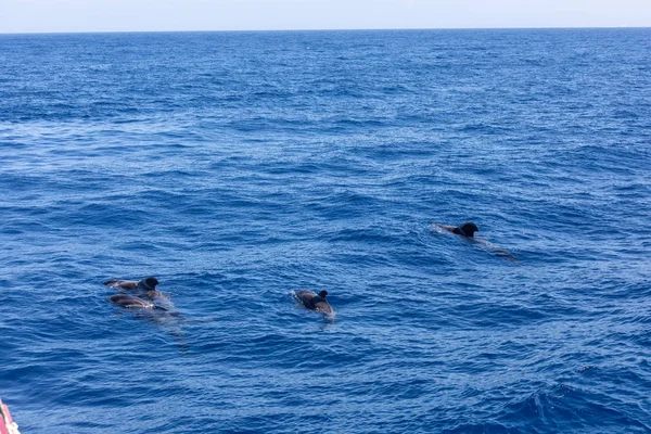 Grupo de ballenas piloto en el océano atlántico tenerife islas canarias — Foto de Stock