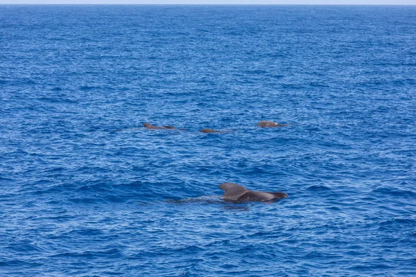 Grupo de ballenas piloto en el océano atlántico tenerife islas canarias — Foto de Stock