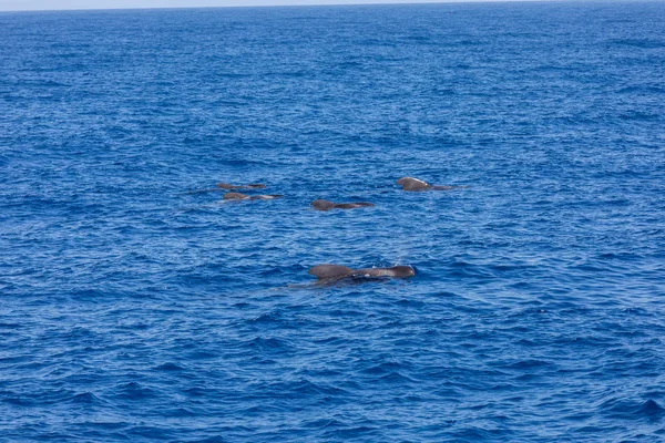 Grupo de ballenas piloto en el océano atlántico tenerife islas canarias — Foto de Stock