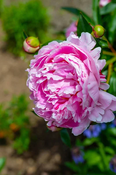 Flores. Hermosas peonías rosadas en el jardín en un día de verano. B) — Foto de Stock